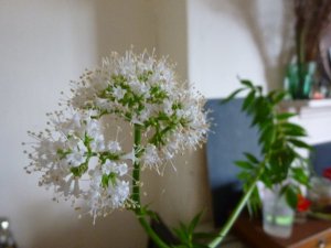 4.valerian-in-flower-july-2016.jp4.g